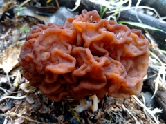 Gyromitra antarctica