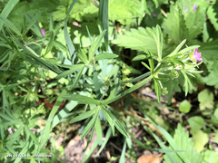 Geranium dissectum