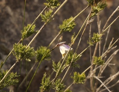 Gladiolus patersoniae