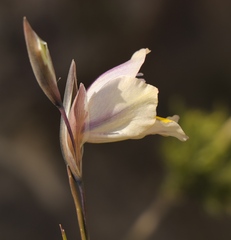 Gladiolus patersoniae