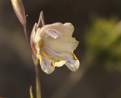 Gladiolus patersoniae