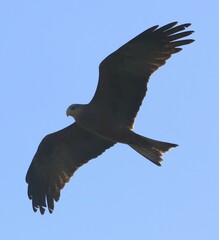 Milvus migrans parasitus