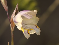 Gladiolus patersoniae