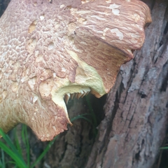 Gymnopilus junonius