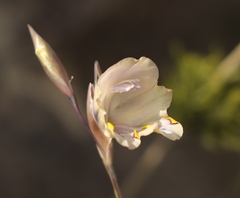 Gladiolus patersoniae