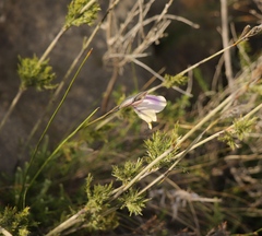 Gladiolus patersoniae