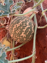 Citrullus colocynthis