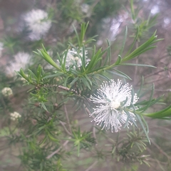 Melaleuca ericifolia
