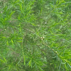 Melaleuca ericifolia
