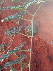 Citrullus colocynthis