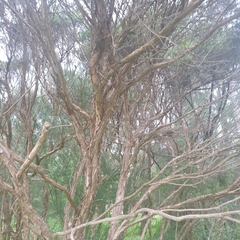 Melaleuca ericifolia