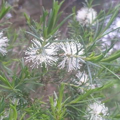 Melaleuca ericifolia