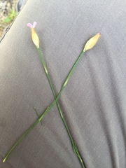 Petrorhagia prolifera