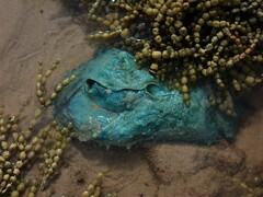 Dolabella auricularia