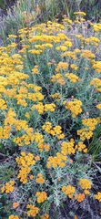 Helichrysum rutilans