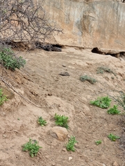 Varanus albigularis albigularis