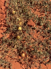 Citrullus colocynthis