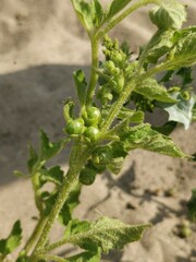 Solanum physalifolium