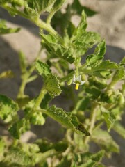 Solanum physalifolium