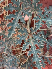 Citrullus colocynthis