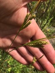 Carex hostiana
