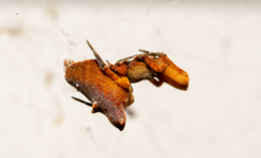 Philoponella congregabilis