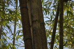 Dendrocalamus