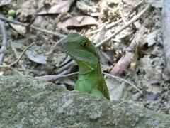 Physignathus cocincinus