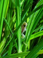 Anura