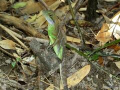 Physignathus cocincinus