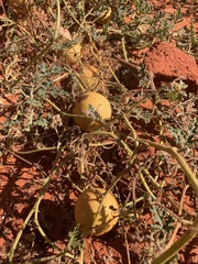 Citrullus colocynthis