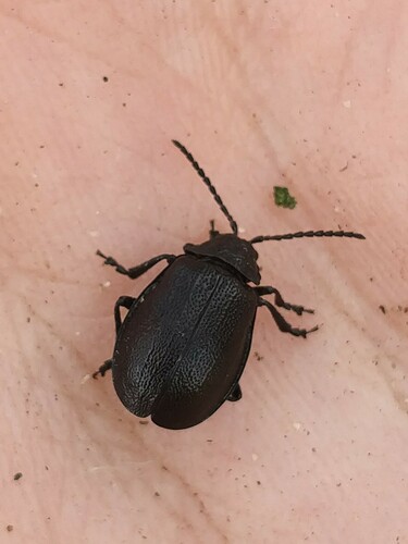 black-punctured leaf beetle, Ubbergen, Gelderland, Netherlands, photo 8 of 10