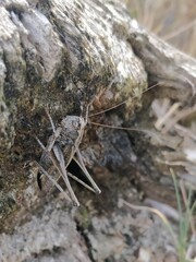 Platycleis albopunctata