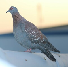 Columba guinea phaeonota