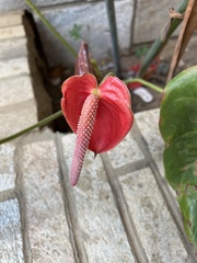Anthurium andraeanum