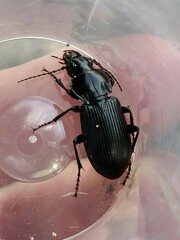 Pterostichus melanarius