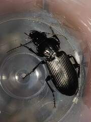 Pterostichus melanarius