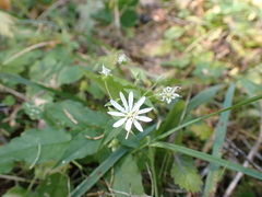 Stellaria bungeana