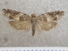 Crocidosema plebejana