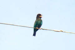 Eurystomus orientalis