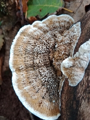 Trametes trogii