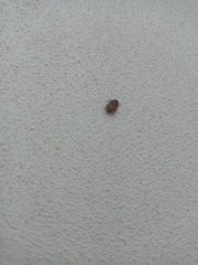 Sciocoris sideritidis