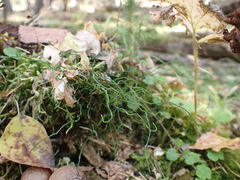 Equisetum scirpoides