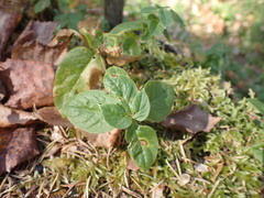 Stellaria bungeana