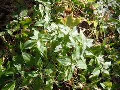 Stellaria bungeana