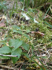 Stellaria bungeana