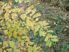 Spiraea flexuosa