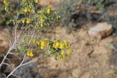 Hermannia alnifolia