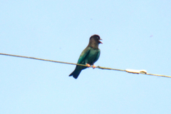 Eurystomus orientalis