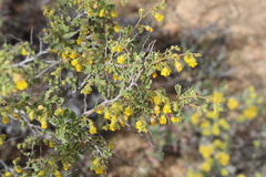 Hermannia alnifolia